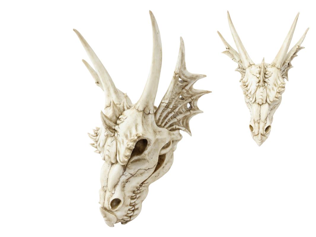 Antique Dragon Skull Head 55cm