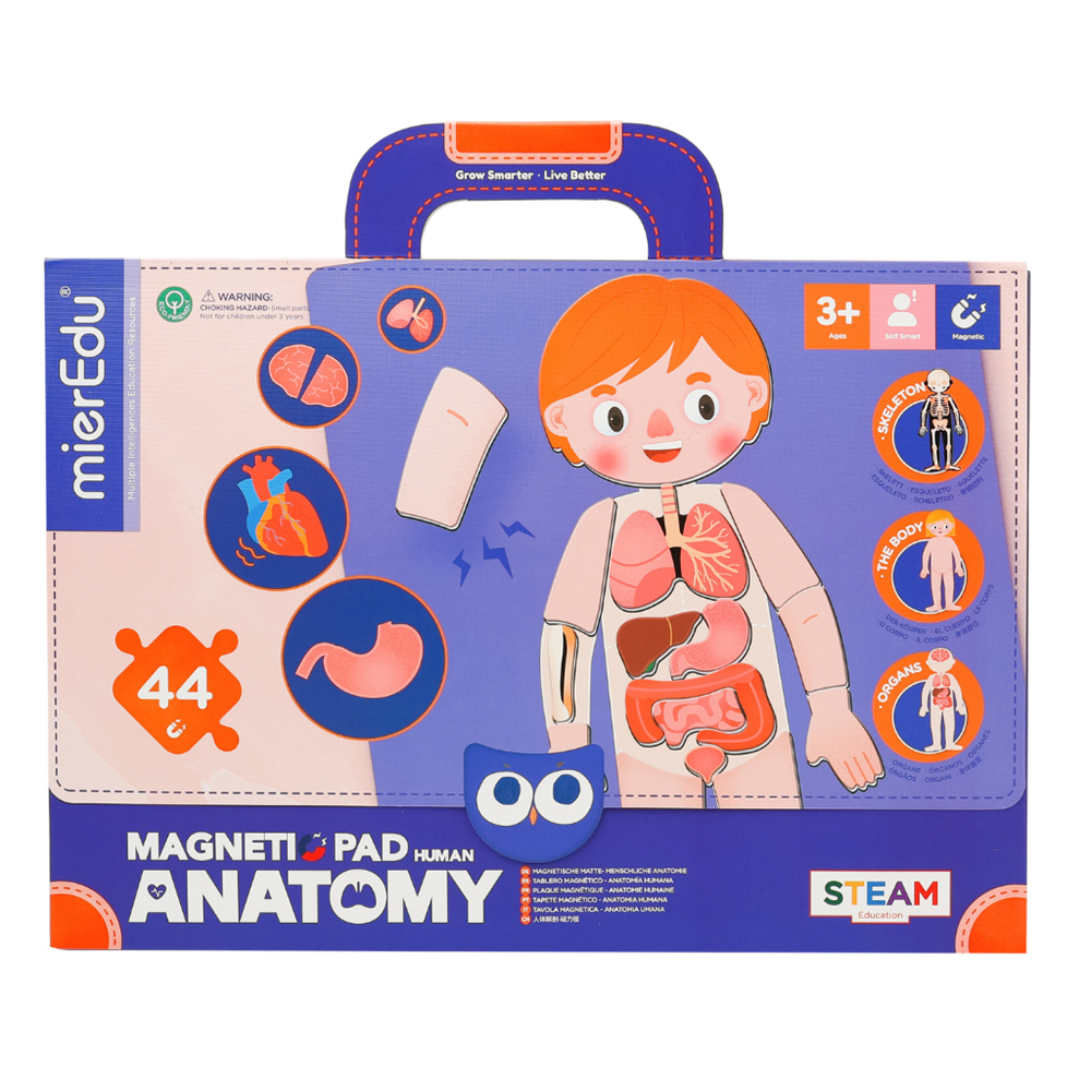 mierEdu: Magnetic Pad Human Anatomy
