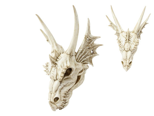 Antique Dragon Skull Head 55cm
